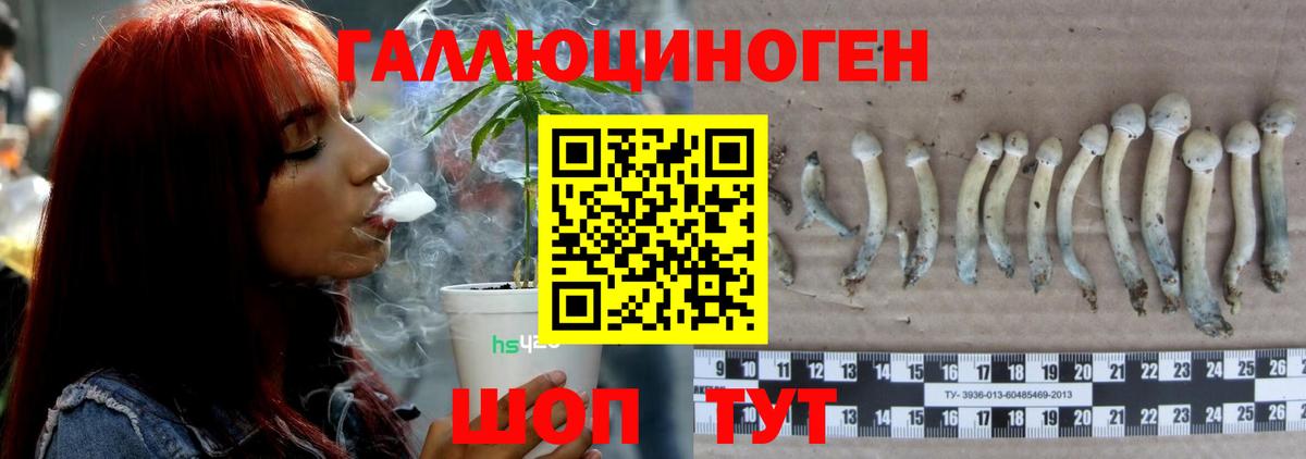 как найти закладки  Вход с VPN  Щёлково  Галлюциногенные грибы Psilocybe 
